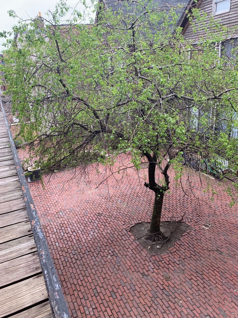 1448 West Polk Street, Unit 2R Chicago, IL 60607 - Photo 4 of 18