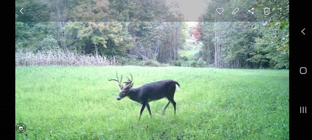 55-acres Greenberry Road Fancy Gap, VA 24328 - Photo 21 of 32 Gallery Image 21