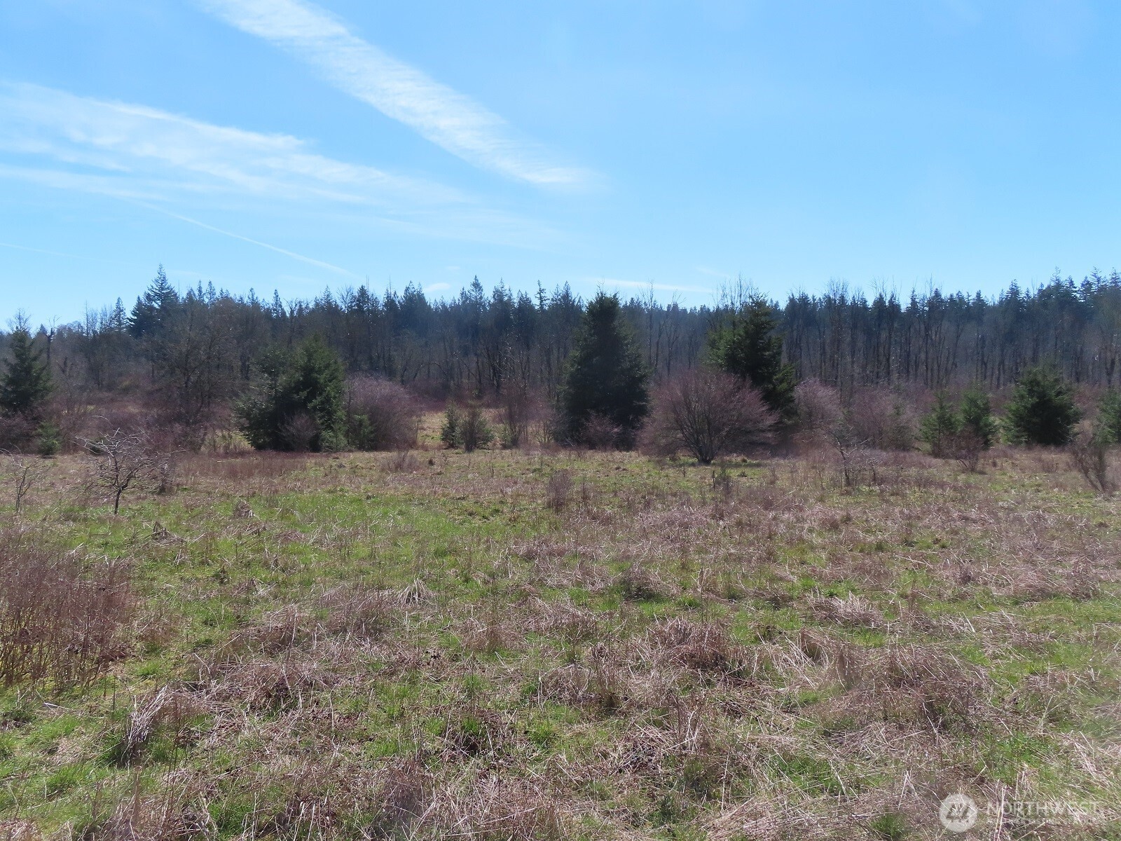 107 West Avery Road, Unit A & B Winlock, WA 98596 - Photo 14 of 33 a view of a dry yard with trees in the background