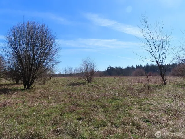 a view of large trees with a yard