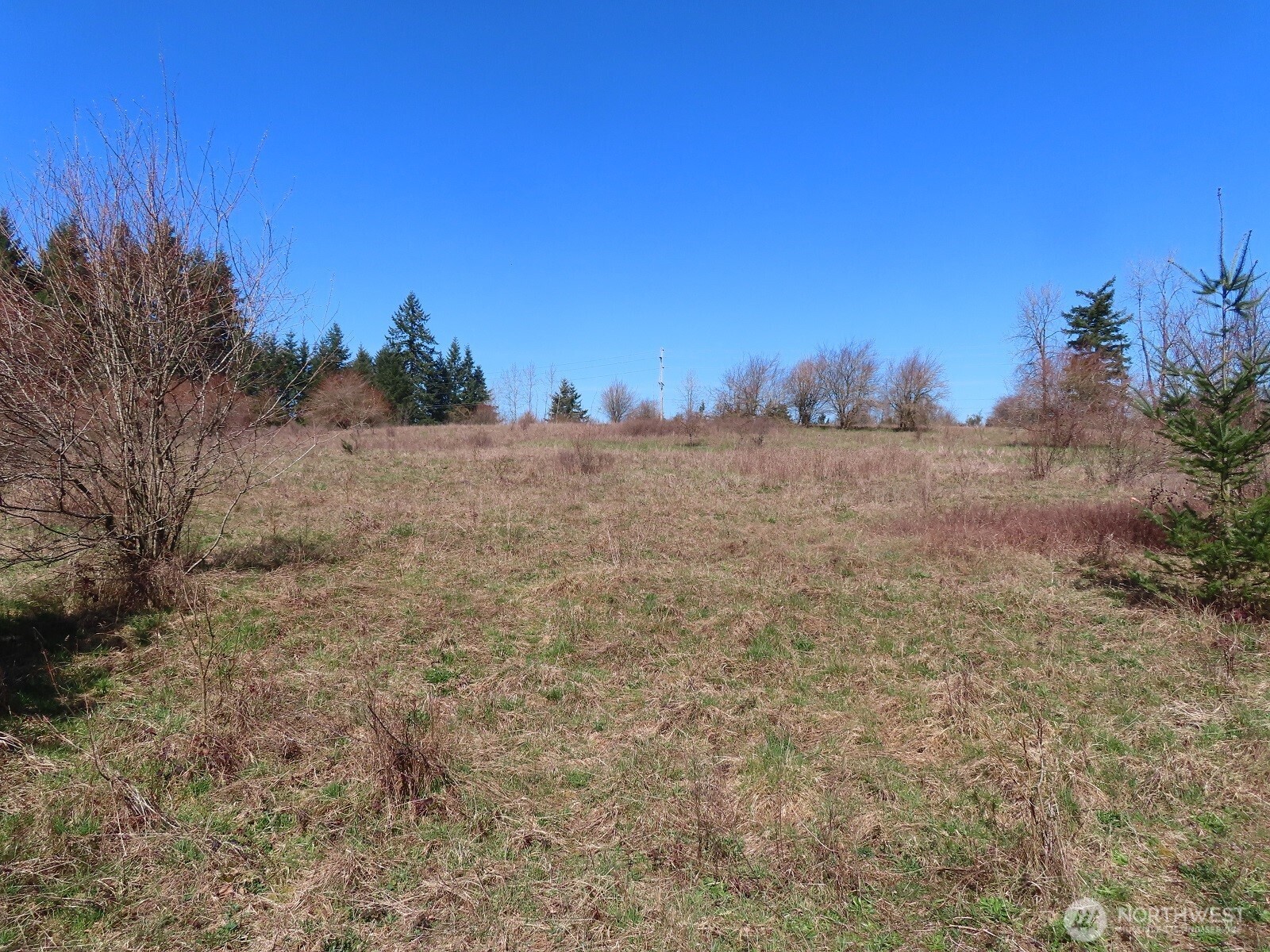 107 West Avery Road, Unit A & B Winlock, WA 98596 - Photo 24 of 33 a view of a dry yard with trees in the background