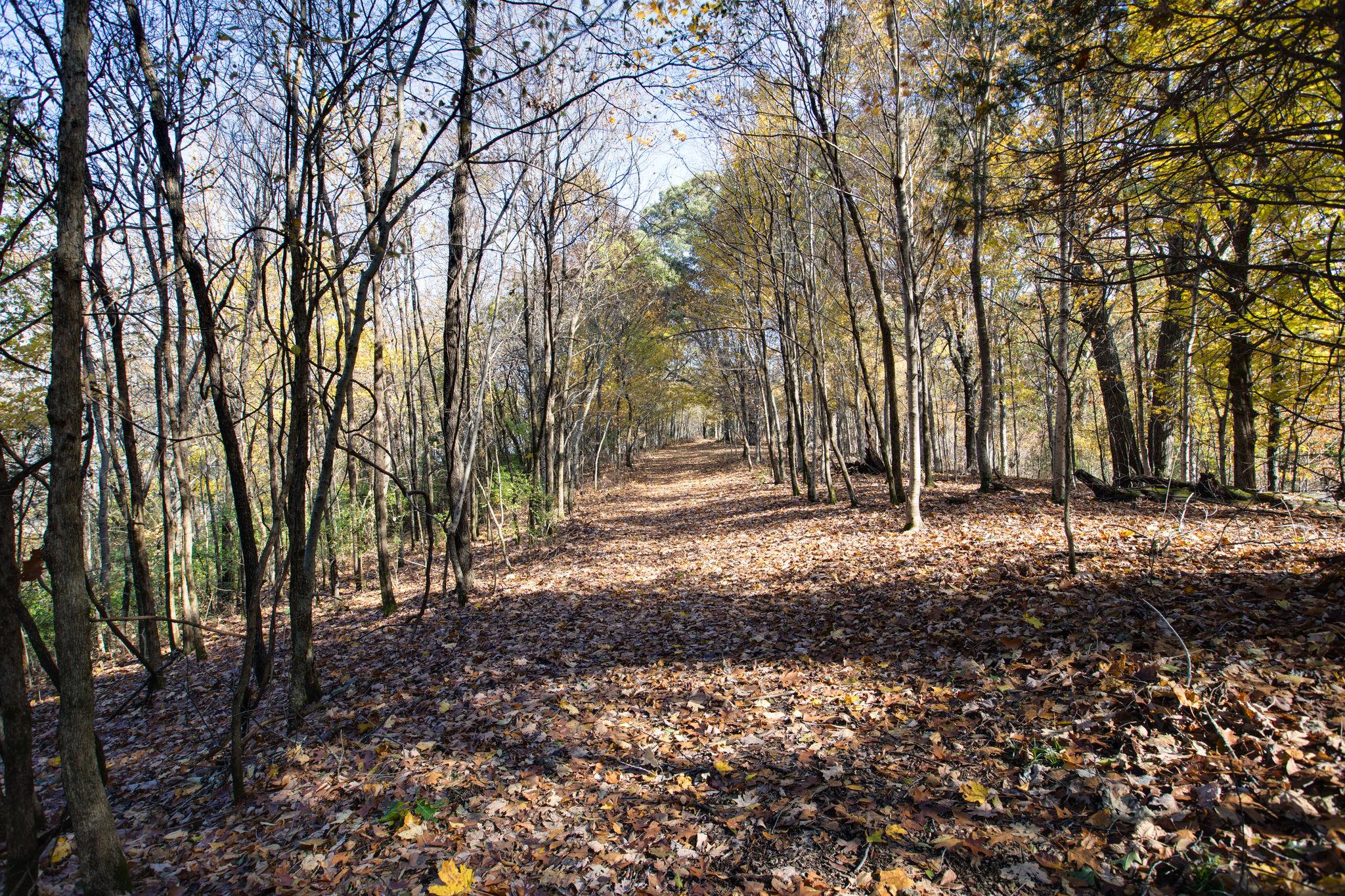 4498 Dyke Bennett Road Franklin, TN 37064 - Photo 26 of 29 a backyard of a house with lots of green space