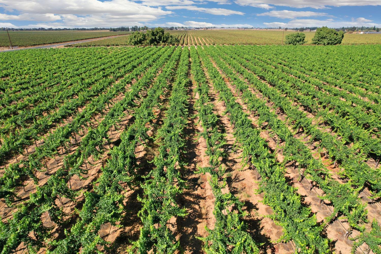 14267 East Peltier Road Acampo, CA 95220 - Photo 52 of 65 a view of a yard with an outdoor space