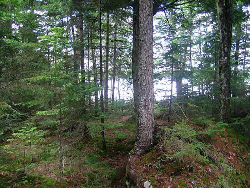 0 Gus Moore Road Blue Hill, ME 04614 - Photo 2 of 8 Land/Lot.