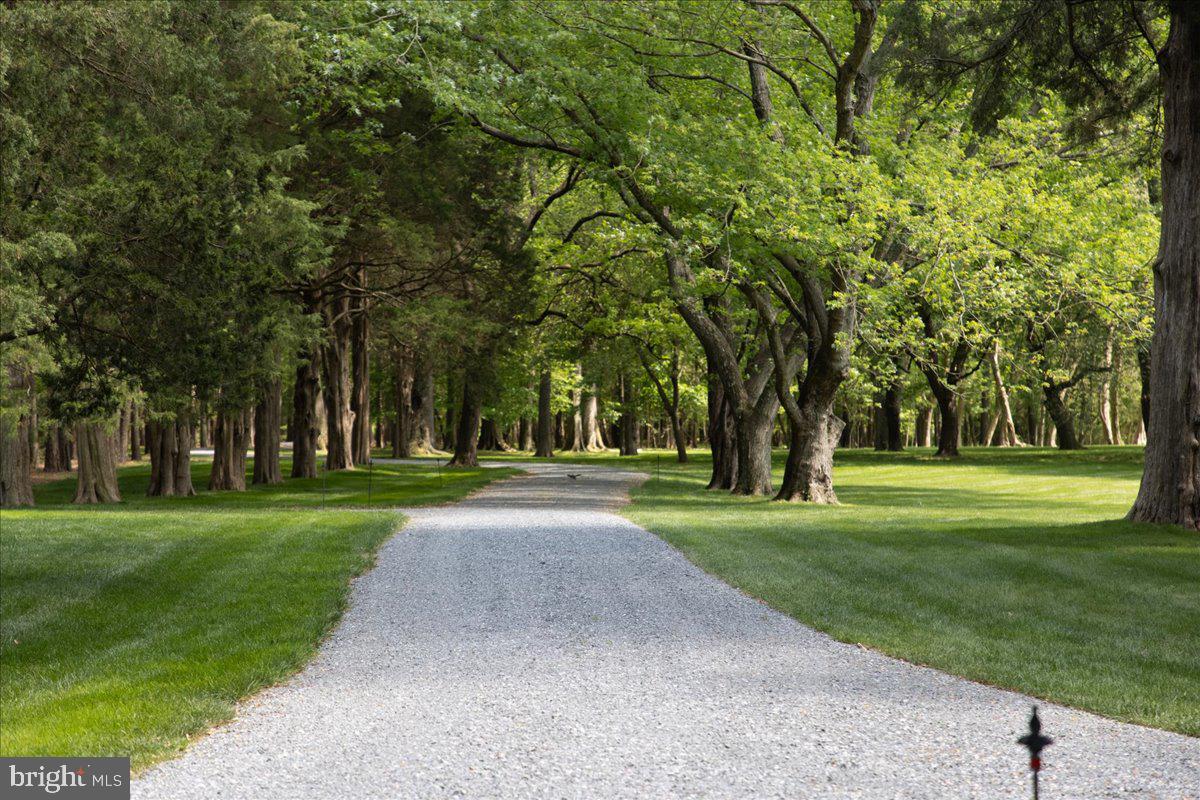 27640 Villa Road Easton, MD 21601 - Photo 10 of 65 Tree-lined entrance