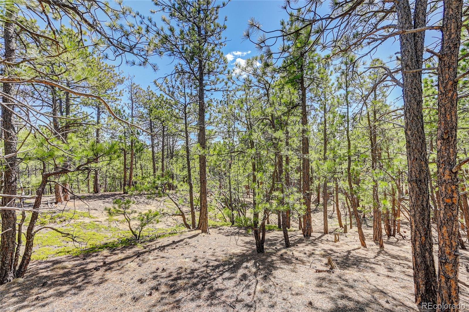 15990 Roller Coaster Road Colorado Springs, CO 80921 - Photo 11 of 22 a view of open space with trees in the background