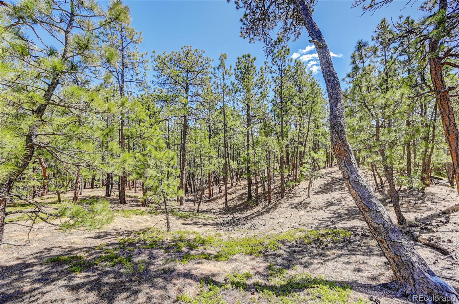 15990 Roller Coaster Road Colorado Springs, CO 80921 - Photo 12 of 22