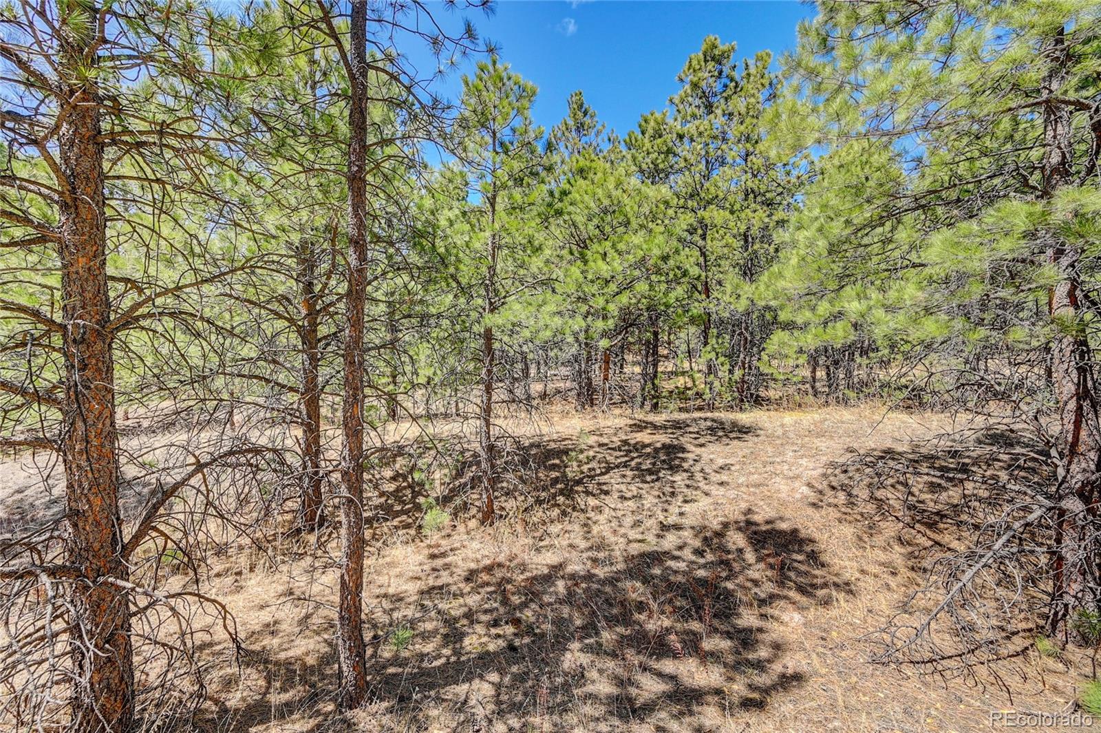 15990 Roller Coaster Road Colorado Springs, CO 80921 - Photo 2 of 22 a view of outdoor space and trees