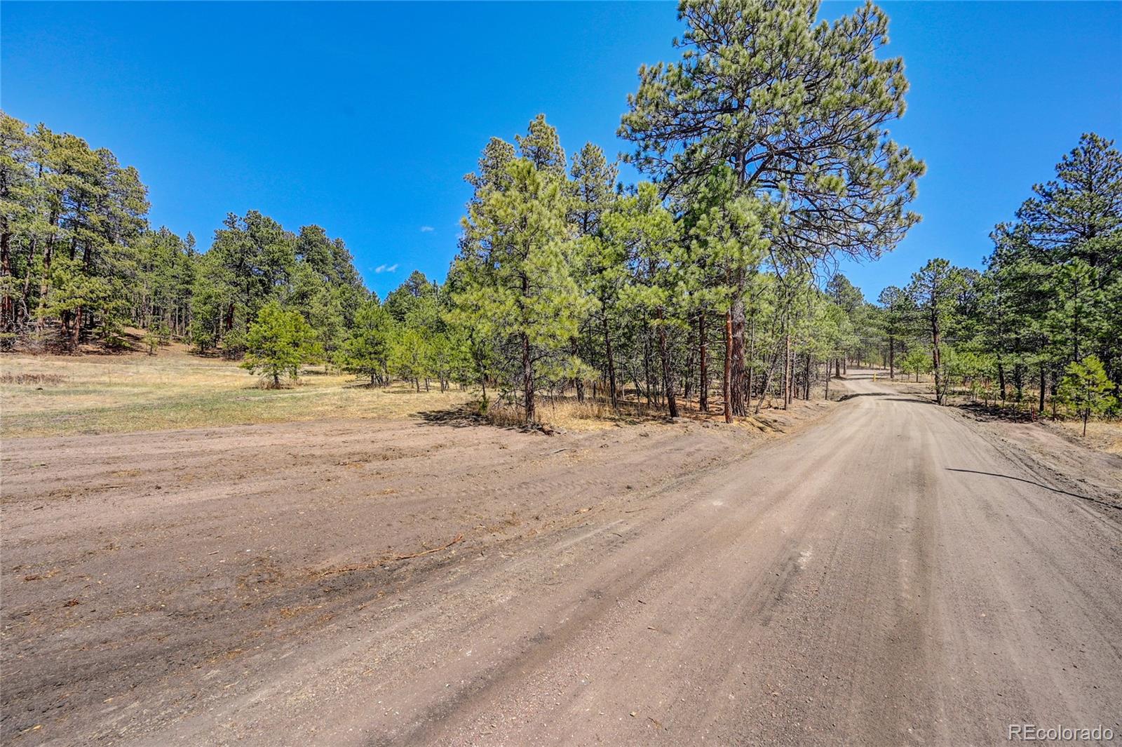 15990 Roller Coaster Road Colorado Springs, CO 80921 - Photo 3 of 22 a view of road with trees