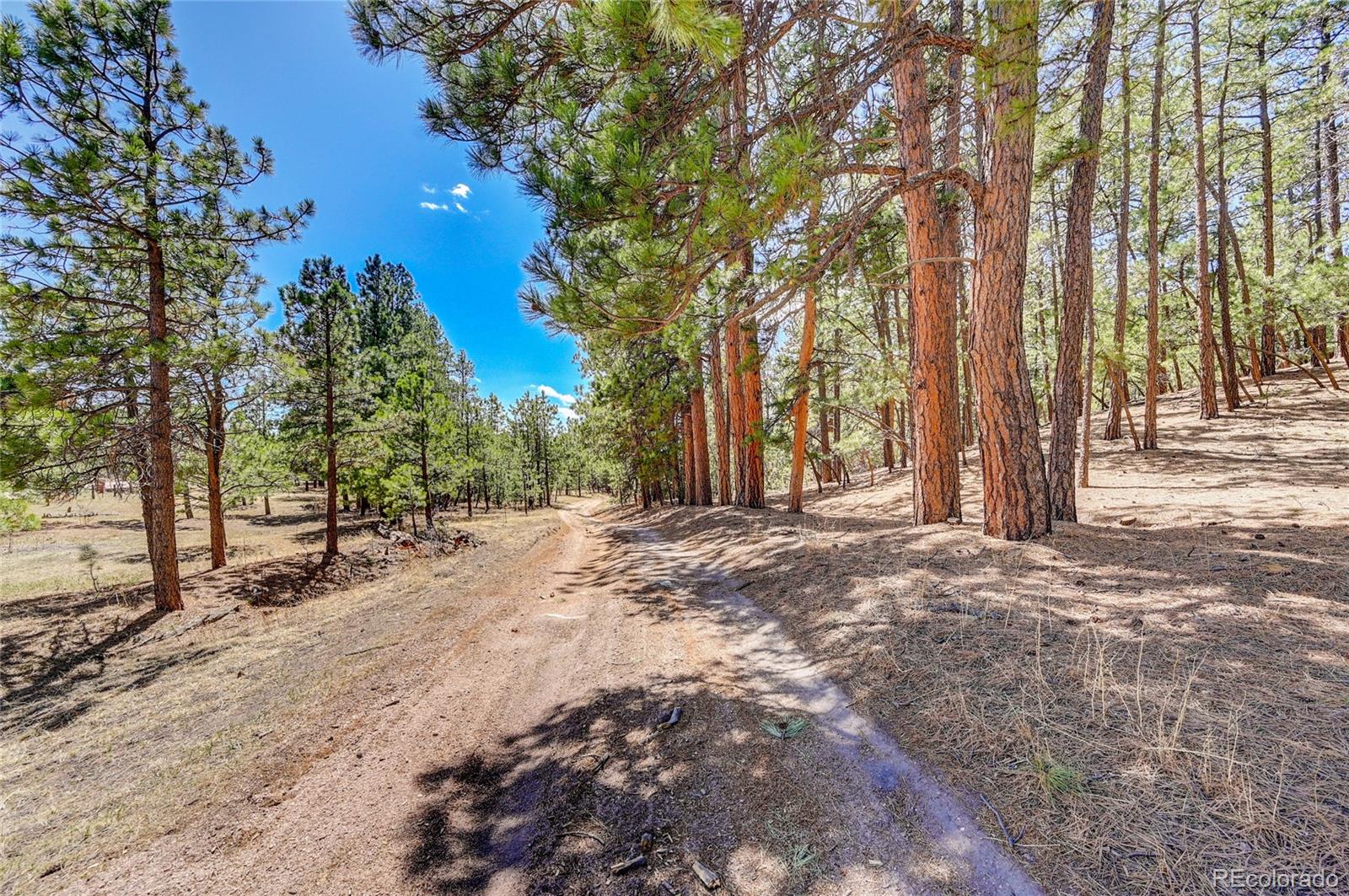 15990 Roller Coaster Road Colorado Springs, CO 80921 - Photo 5 of 22 a view of outdoor space and yard