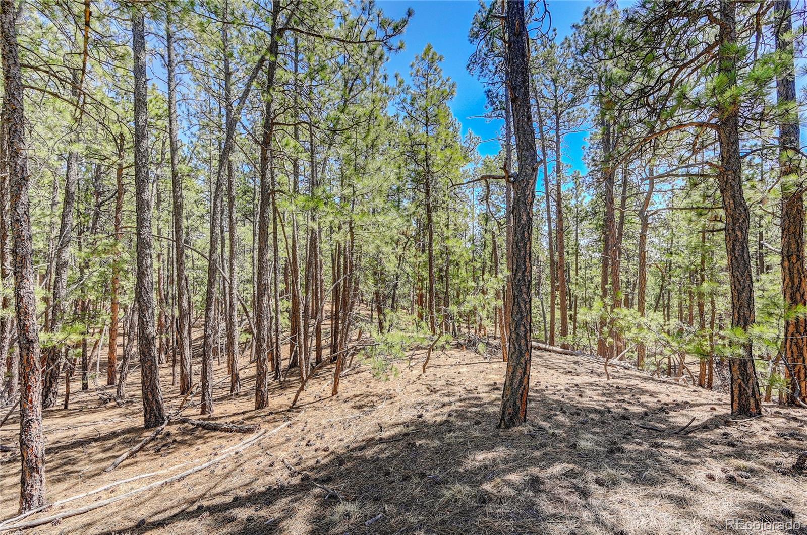 15990 Roller Coaster Road Colorado Springs, CO 80921 - Photo 6 of 22 a view of outdoor space and garden