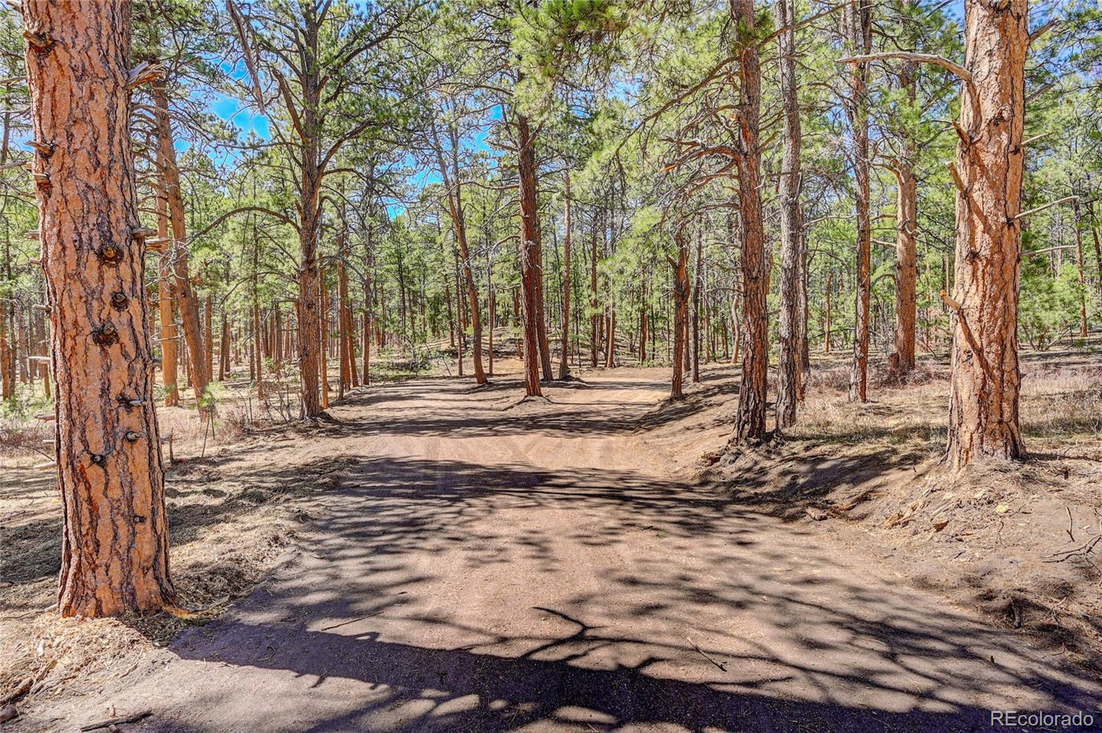 15990 Roller Coaster Road Colorado Springs, CO 80921 - Photo 7 of 22 a view of outdoor space with deck and trees