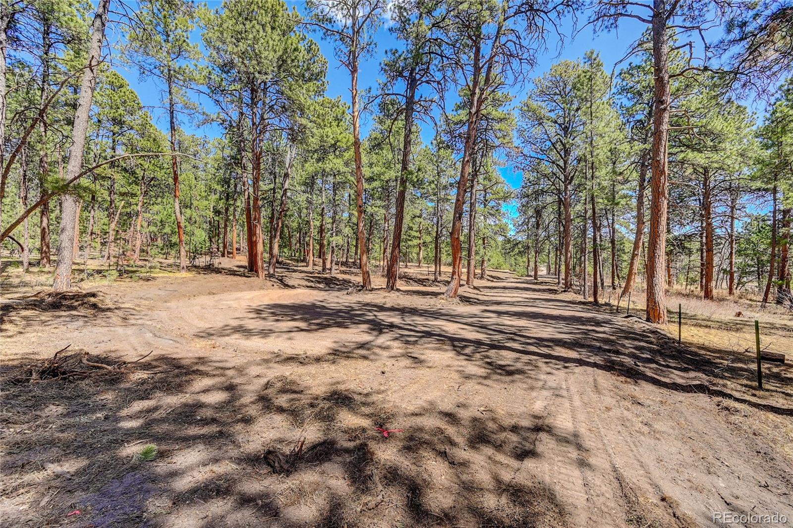 15990 Roller Coaster Road Colorado Springs, CO 80921 - Photo 8 of 22 a view of a backyard with large trees