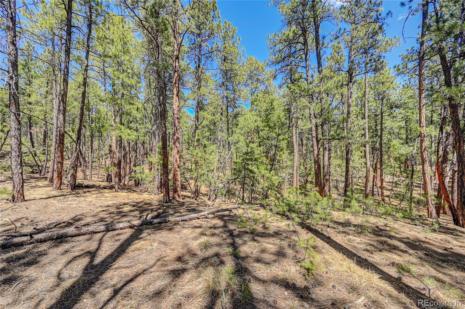 15990 Roller Coaster Road Colorado Springs, CO 80921 - Photo 9 of 22 a view of a yard with trees