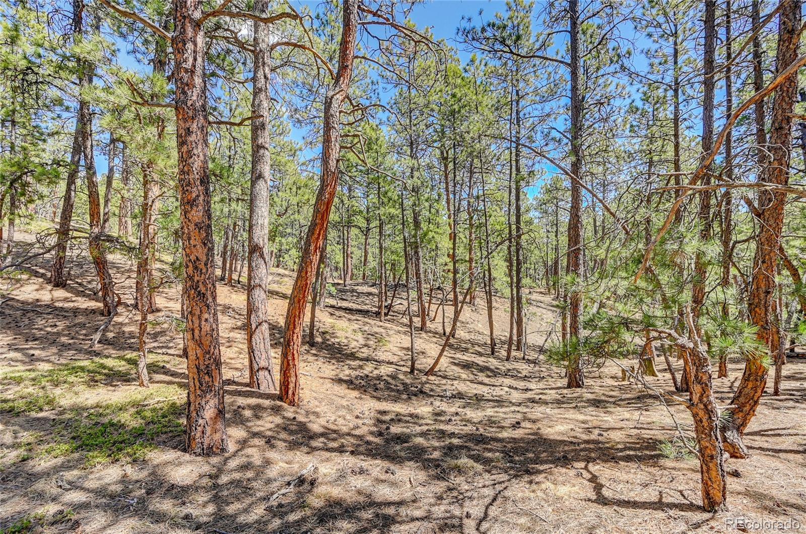 15990 Roller Coaster Road Colorado Springs, CO 80921 - Photo 10 of 22 a backyard of a house with lots of green space