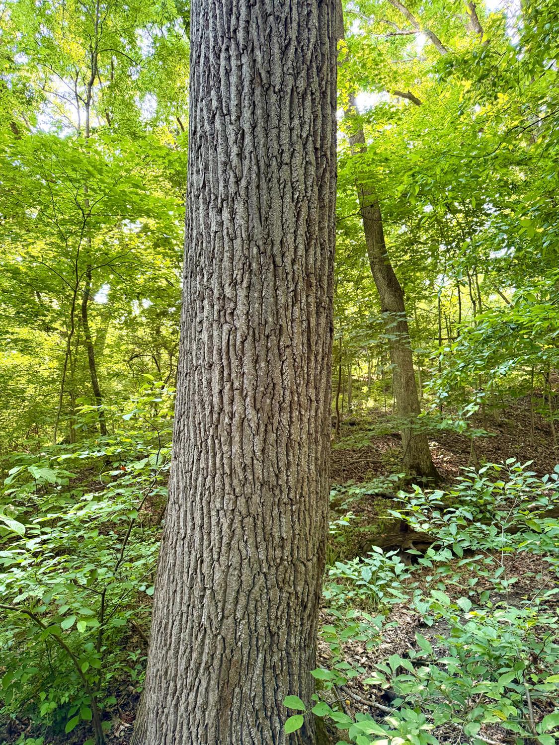 0 North Falls Road Bainbridge, OH 45612 - Photo 49 of 99