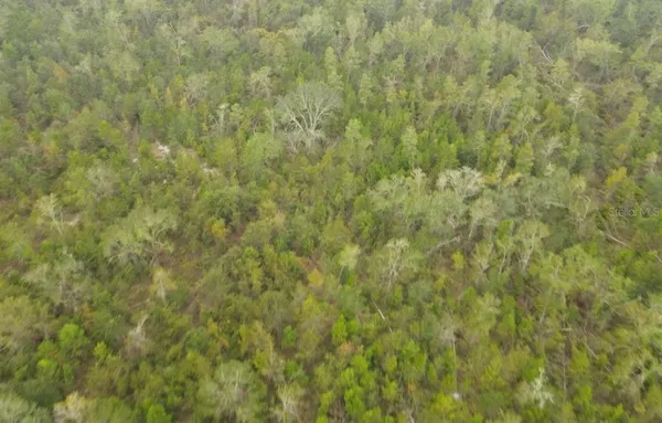 a view of a forest with lots of trees