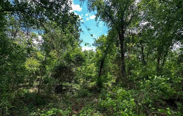 a view of a lush green forest