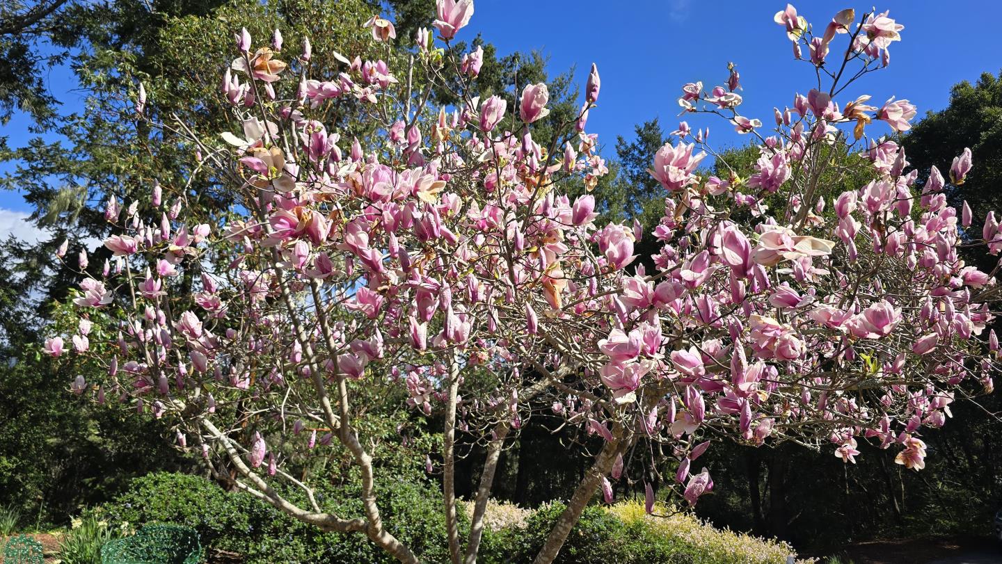925 Skyward Drive Aptos, CA 95003 - Photo 5 of 95 a view of a tree