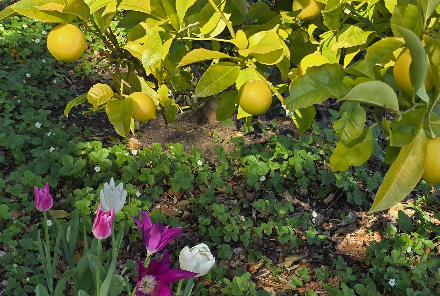 925 Skyward Drive Aptos, CA 95003 - Photo 78 of 95