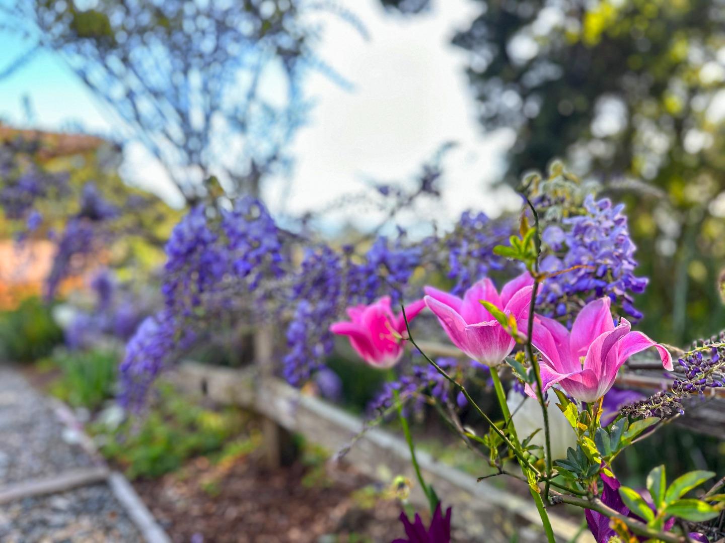925 Skyward Drive Aptos, CA 95003 - Photo 79 of 95 a view of a flower