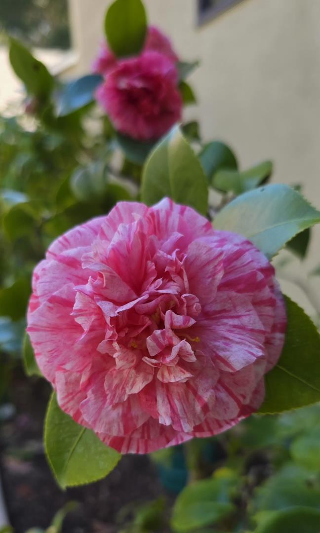 925 Skyward Drive Aptos, CA 95003 - Photo 83 of 95