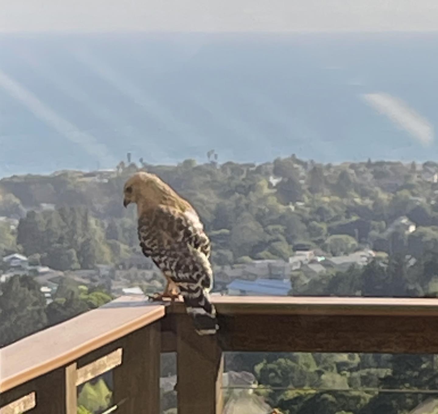 925 Skyward Drive Aptos, CA 95003 - Photo 84 of 95