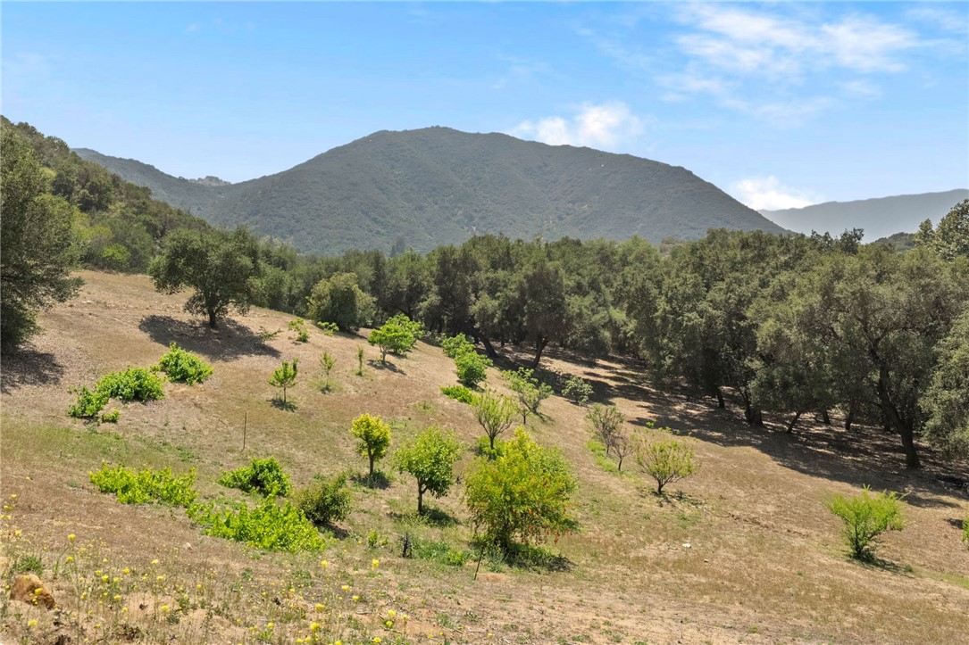 48980 De Luz Road Temecula, CA 92590 - Photo 44 of 50 Fruit Orchard