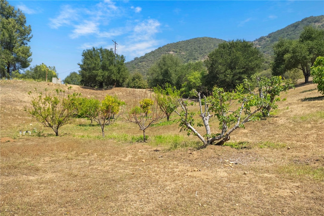 48980 De Luz Road Temecula, CA 92590 - Photo 45 of 50 Fruit Orchard