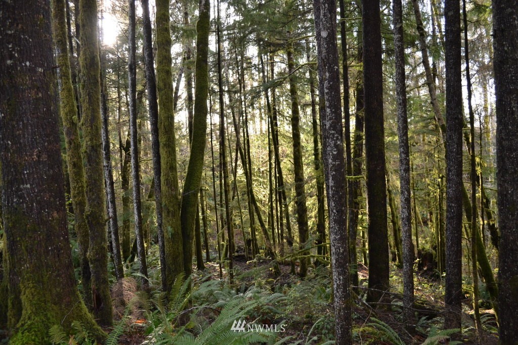 2311 Mora Road Forks, WA 98331 - Photo 1 of 1 Gallery Image 1
