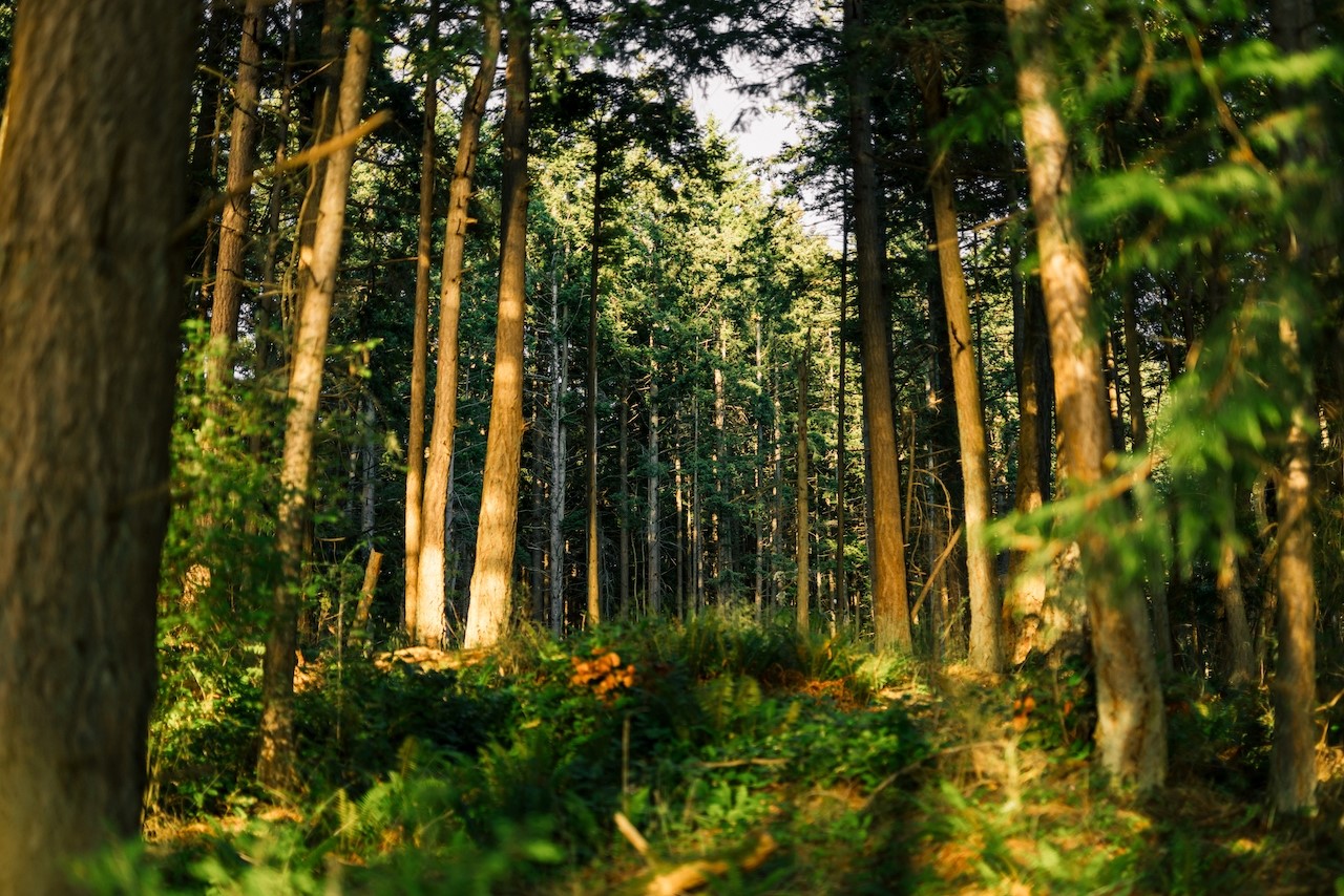 291 Arbel Way Bellingham, WA 98229 - Photo 11 of 38 a view of a garden