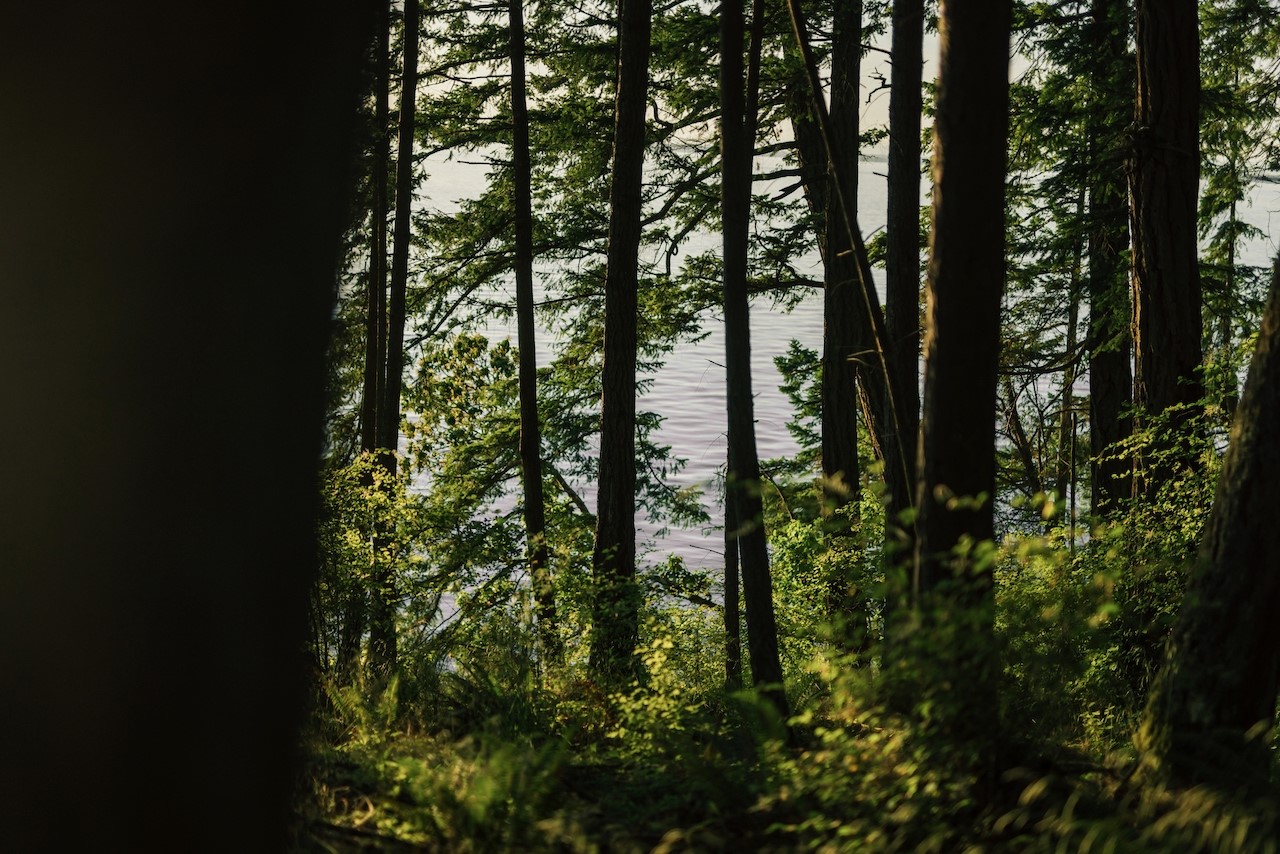 291 Arbel Way Bellingham, WA 98229 - Photo 12 of 38 a view of forest