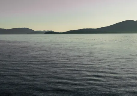 a close up of a tree