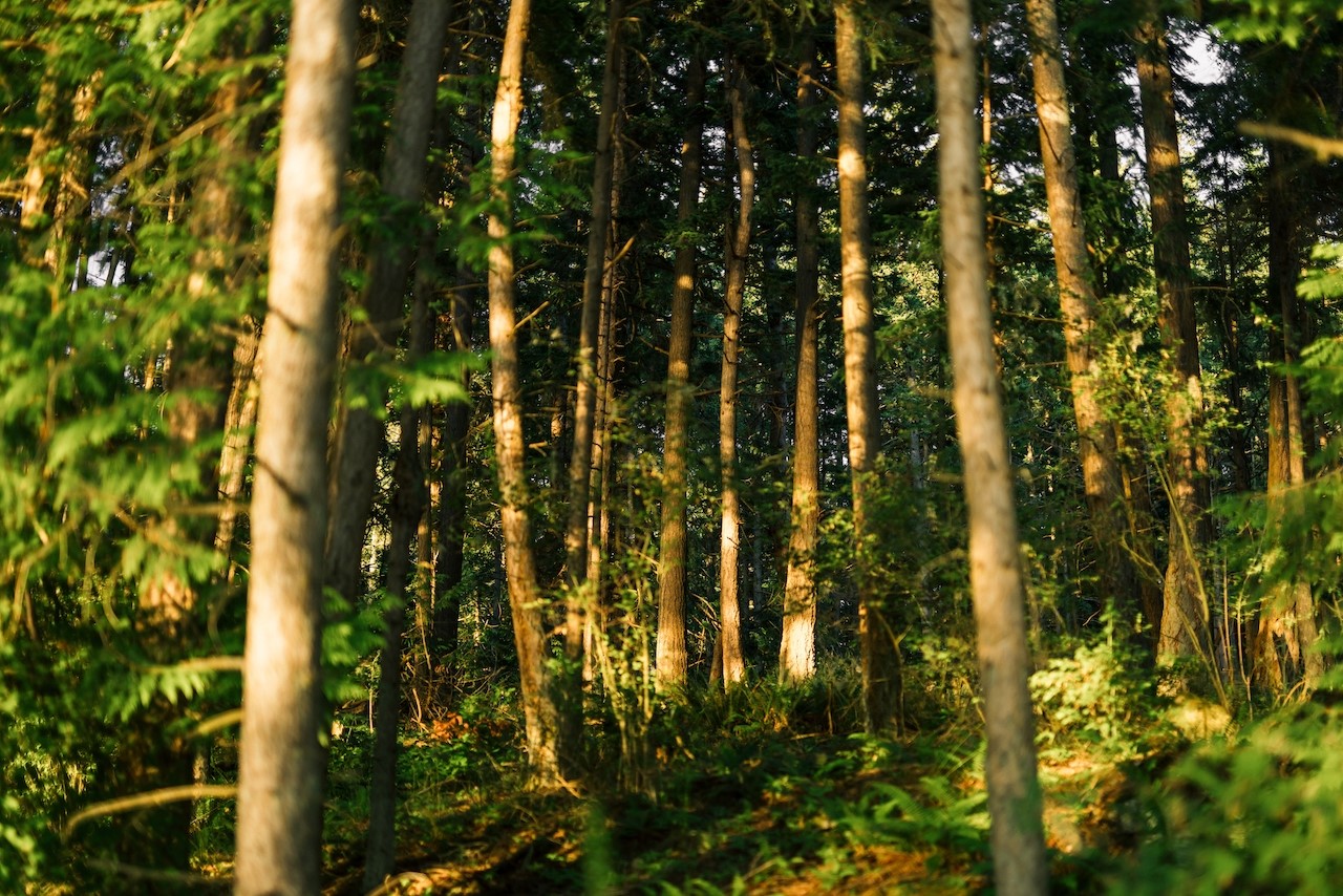 291 Arbel Way Bellingham, WA 98229 - Photo 18 of 38 a close up of a tree