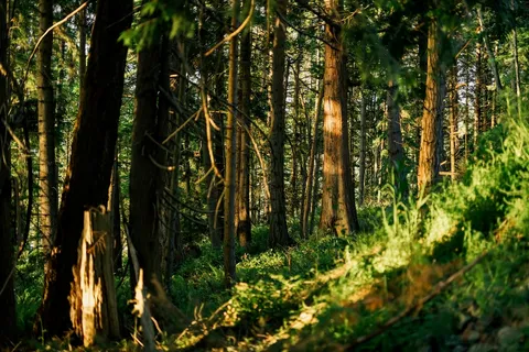 a view of a green yard