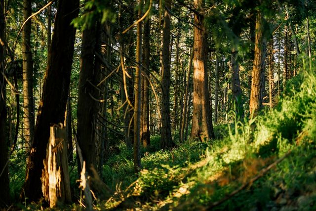 a view of a green yard