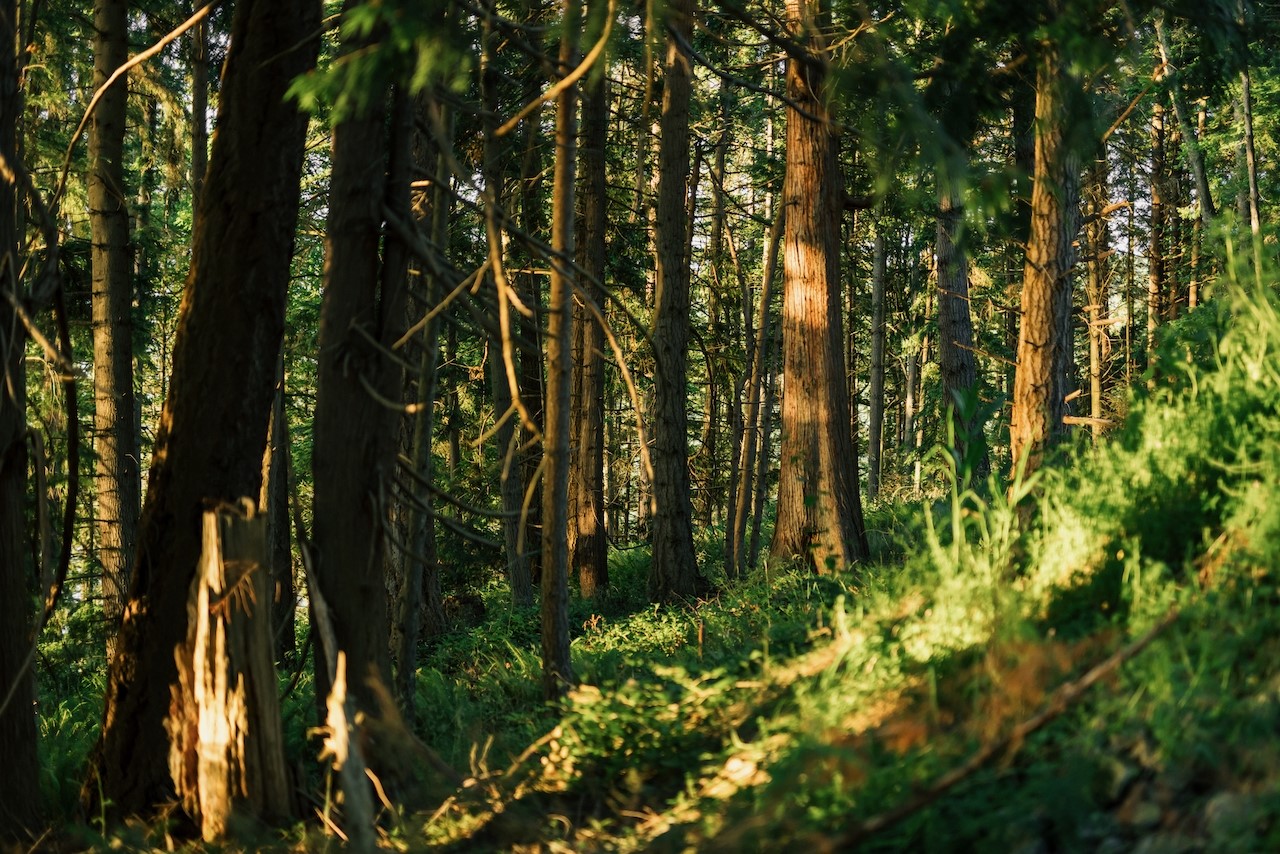 291 Arbel Way Bellingham, WA 98229 - Photo 20 of 38 a view of a bunch of plants