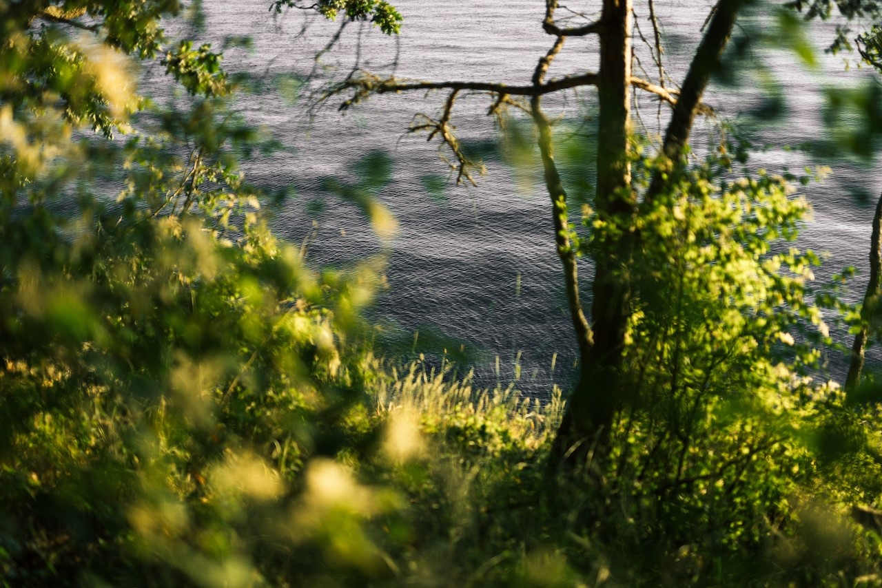 291 Arbel Way Bellingham, WA 98229 - Photo 2 of 38 a backyard of a house with lots of green space