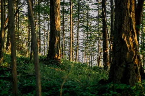 a view of outdoor space and yard