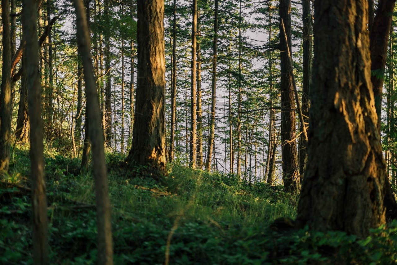 291 Arbel Way Bellingham, WA 98229 - Photo 21 of 38 a view of outdoor space and garden