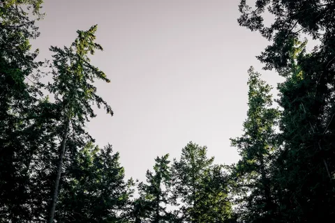 a view of outdoor space and green space