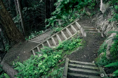 a view of a lush green forest with lawn chairs and plants
