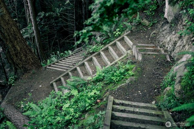 a view of a lush green forest with lawn chairs and plants