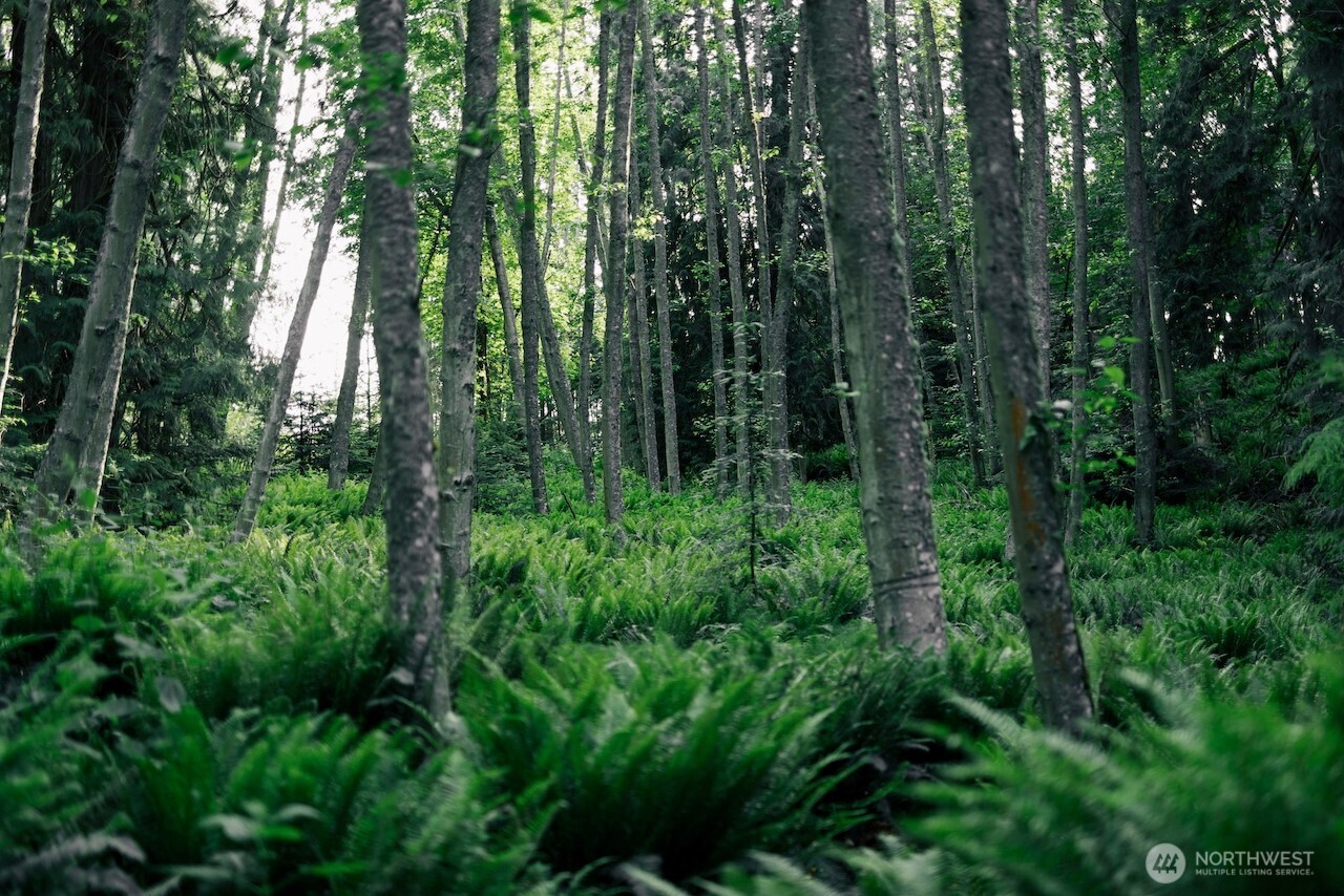 291 Arbel Way Bellingham, WA 98229 - Photo 29 of 38 a view of forest