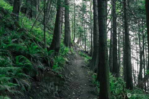 a view of a lake with a large trees