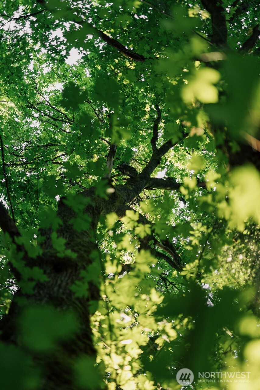 291 Arbel Way Bellingham, WA 98229 - Photo 33 of 38 a view of a tree