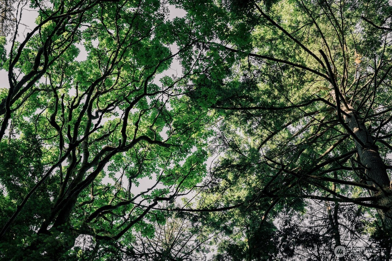 291 Arbel Way Bellingham, WA 98229 - Photo 34 of 38 a view of a tree