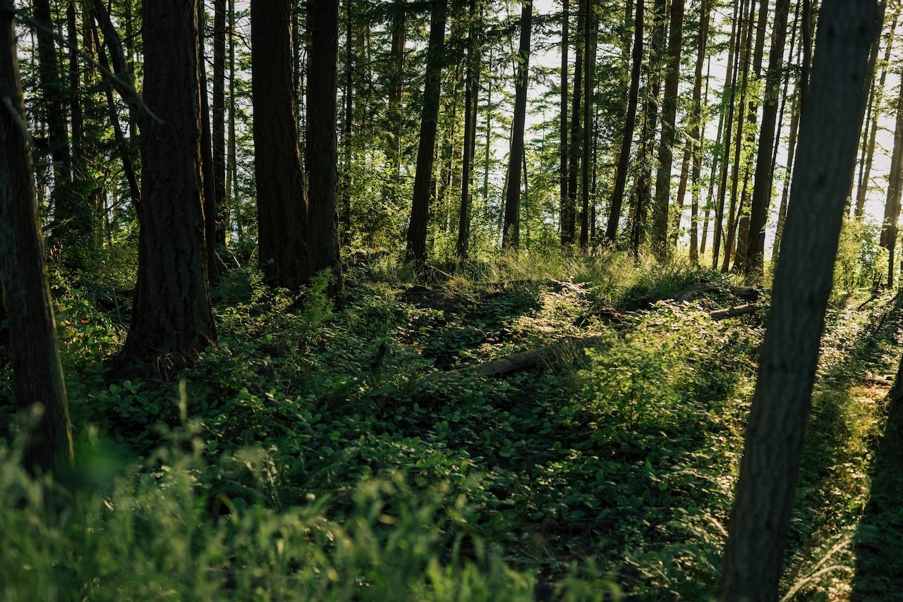 291 Arbel Way Bellingham, WA 98229 - Photo 8 of 38 a view of outdoor space and garden