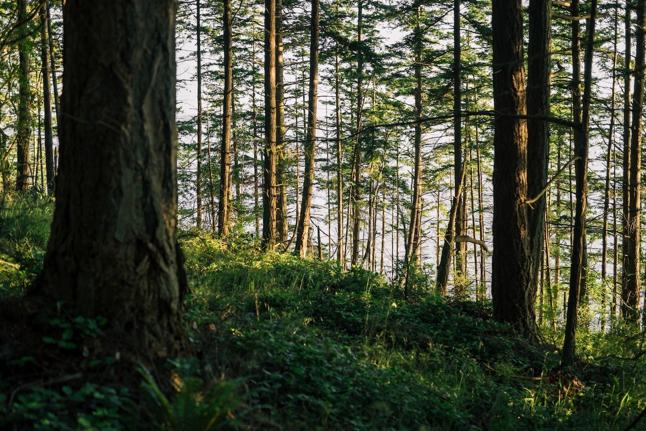 291 Arbel Way Bellingham, WA 98229 - Photo 9 of 38 a view of trees and yard in a yard