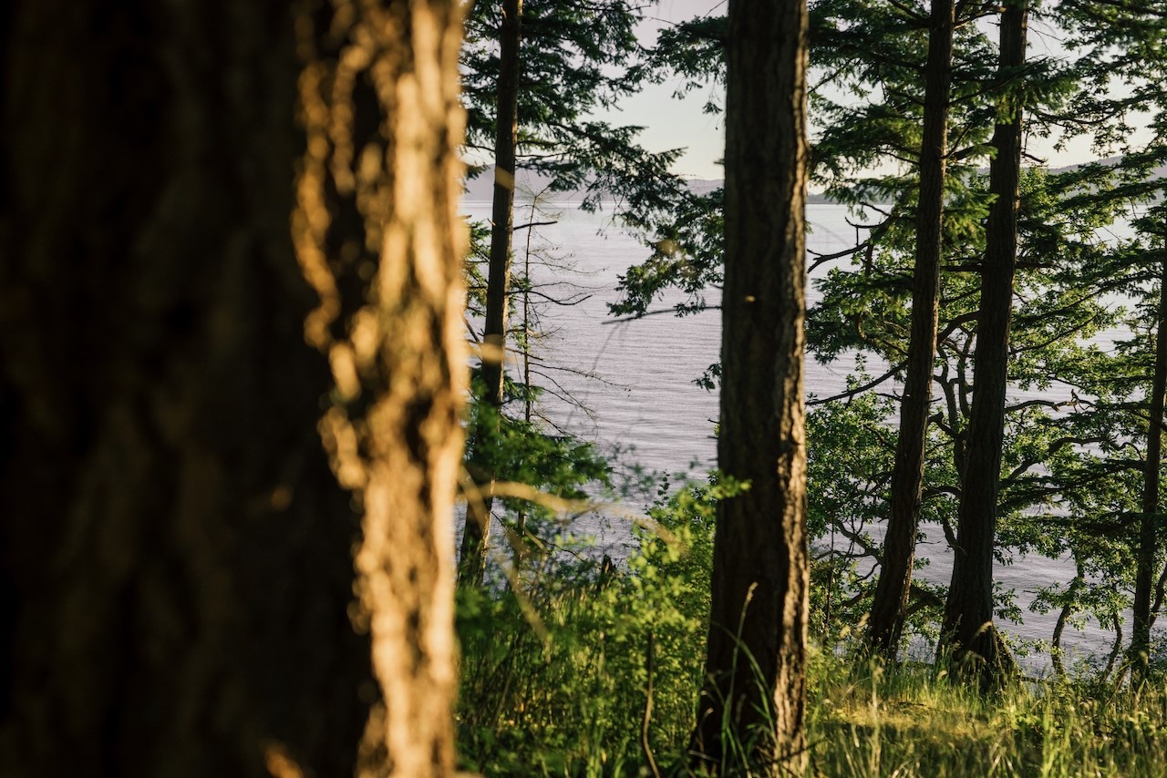 291 Arbel Way Bellingham, WA 98229 - Photo 10 of 38 a view of a yard